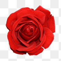 Red rose flower png, transparent background