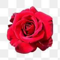 Red rose flower png sticker, transparent background