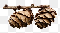 Pine cone png sticker, transparent background