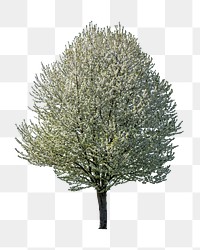 Lone tree png, transparent background