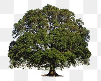 Big tree png sticker, transparent background