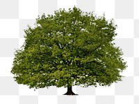 Big tree png sticker, transparent background