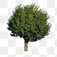 Big tree png sticker, transparent background