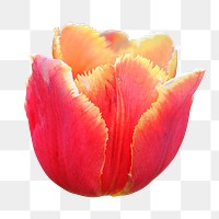 Pink tulip png sticker, transparent background