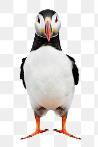 Atlantic puffin bird png sticker, transparent background
