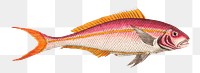 Red sparus png fish sticker, transparent background