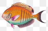 Vintage fish png sticker, transparent background