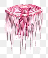 Jellyfish png sticker, transparent background