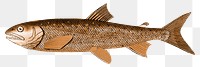 Vintage trout fish  png sticker, transparent background
