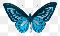 Blue butterfly png sticker, transparent background