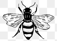 Bee insect png sticker, transparent background