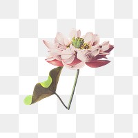 Lotus flower png element, transparent background