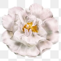 White rose png vintage flower sticker, transparent background