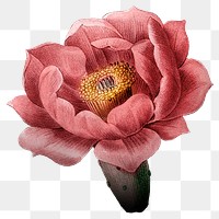 Pink flower png vintage sticker, transparent background