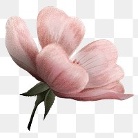 Pink flower png vintage sticker, transparent background