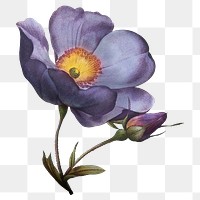 Purple flower png vintage sticker, transparent background