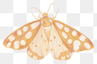 Gold moth png sticker, aesthetic illustration on transparent background