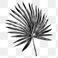 Black palm leaf png sticker, transparent background