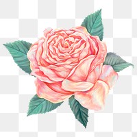 Pink vintage rose png sticker, transparent background