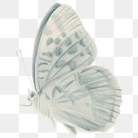 Vintage butterfly png sticker, aesthetic illustration on transparent background