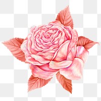 Pink vintage rose png sticker, transparent background