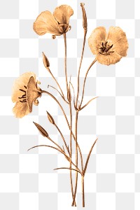 Poppy flower png cut out on transparent background 