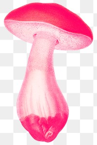 Neon mushrooms  png cut out on transparent background 