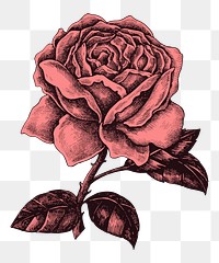 Vintage rose flower png illustration, transparent background