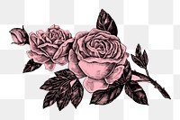 Vintage rose flower png illustration, transparent background