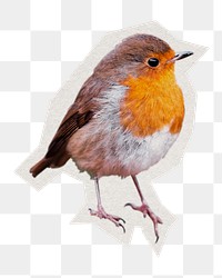 American robin bird png sticker, paper cut on transparent background