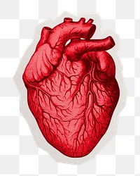 Human heart  png sticker, paper cut on transparent background