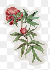 Aesthetic peony png sticker, paper cut on transparent background