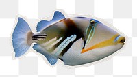 Png triggerfish, sea life sticker, paper cut on transparent background