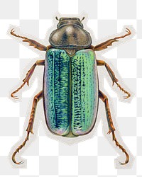 June bug png sticker, paper cut on transparent background