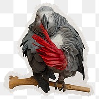 Grey parrot png sticker, paper cut on transparent background