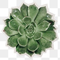Succulent plant png sticker, paper cut on transparent background