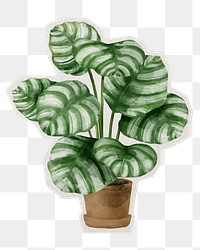 Png calathea orbifolia watercolor leaf sticker, paper cut on transparent background