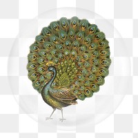 Aesthetic peacock png sticker,  bubble design transparent background. Remixed by rawpixel.