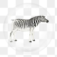 Zebra png sticker, bubble design transparent background. Remixed by rawpixel.