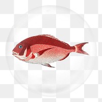 Sea bream fish png sticker, bubble design transparent background. Remixed by rawpixel.