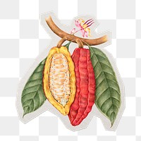 Cacao bean png sticker, paper cut on transparent background