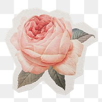 Vintage rose png sticker, paper cut on transparent background