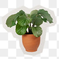 Potted houseplant png sticker, paper cut on transparent background