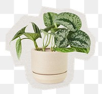 Potted pothos png sticker, paper cut on transparent background