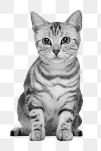 Gray cat png b&w element, transparent background. Remixed by rawpixel.