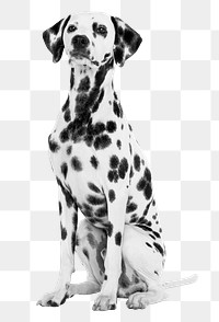 Dalmatian dog png b&w element, transparent background. Remixed by rawpixel.