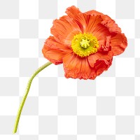 PNG poppy flower, collage element, transparent background