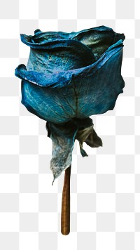 Dried rose flower png, transparent background