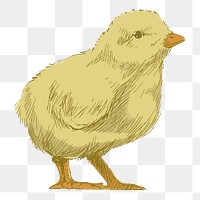 Png yellow baby chick  animal illustration, transparent background