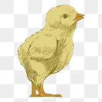 Png baby chick  animal illustration, transparent background